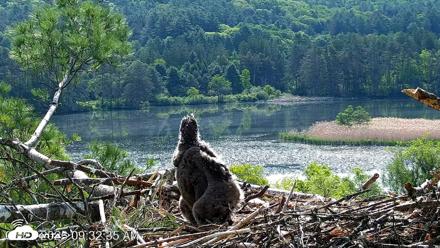 VINS Bald Eagles Nest Live Cams - May 27, 2026, 9:33am EDT