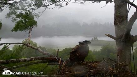 VINS Bald Eagles Nest Live Cams - Jul 21, 2026, 1:12pm EDT