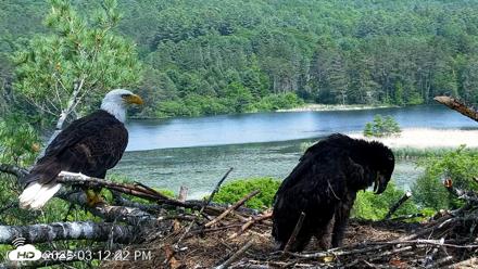 VINS Bald Eagles Nest Live Cams - Jun 11, 2026, 3:12pm EDT