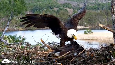 VINS Bald Eagles Nest Live Cams - Apr 25, 2026, 5:50pm EDT