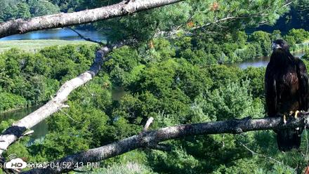 VINS Bald Eagles Nest Live Cams - Jul 23, 2026, 4:53pm EDT
