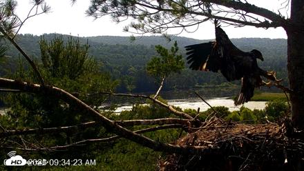 VINS Bald Eagles Nest Live Cams - Jul 8, 2026, 9:35am EDT