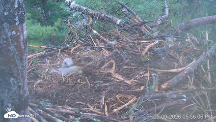 VINS Bald Eagles Nest Live Cams - May 9, 2026, 5:56pm EDT