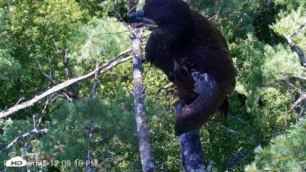 VINS Bald Eagles Nest Live Cams - Jul 27, 2026, 12:09pm EDT