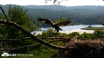 VINS Bald Eagles Nest Live Cams - Jul 16, 2026, 10:11am EDT