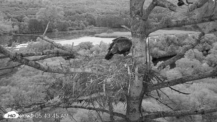 VINS Bald Eagles Nest Live Cams - Aug 10, 2026, 5:44am EDT