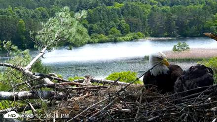 VINS Bald Eagles Nest Live Cams - Jun 2, 2026, 12:27pm EDT