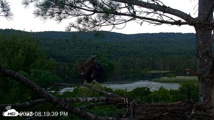 VINS Bald Eagles Nest Live Cams - Jul 20, 2026, 8:20pm EDT