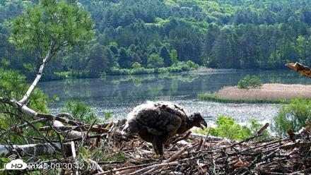 VINS Bald Eagles Nest Live Cams - May 27, 2026, 9:31am EDT