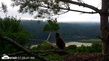 VINS Bald Eagles Nest Live Cams - Aug 9, 2026, 7:10am EDT