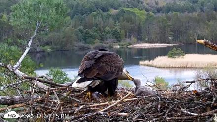 VINS Bald Eagles Nest Live Cams - May 11, 2026, 7:35pm EDT