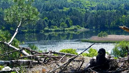 VINS Bald Eagles Nest Live Cams - Jun 3, 2026, 10:16am EDT