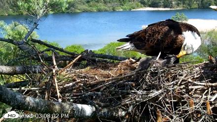 VINS Bald Eagles Nest Live Cams - May 20, 2026, 3:08pm EDT