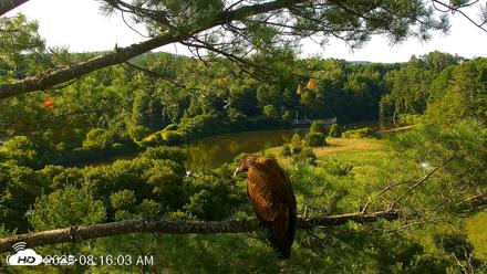 VINS Bald Eagles Nest Live Cams - Jul 23, 2026, 8:17am EDT