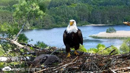 VINS Bald Eagles Nest Live Cams - May 27, 2026, 5:03pm EDT