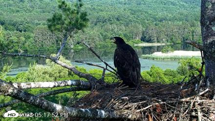 VINS Bald Eagles Nest Live Cams - Jul 1, 2026, 5:19pm EDT