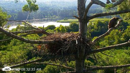 VINS Bald Eagles Nest Live Cams - Aug 12, 2026, 8:33am EDT