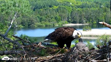 VINS Bald Eagles Nest Live Cams - May 22, 2026, 3:15pm EDT