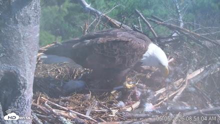 VINS Bald Eagles Nest Live Cams - May 5, 2026, 8:51am EDT