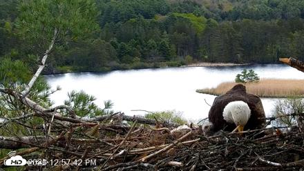VINS Bald Eagles Nest Live Cams - May 11, 2026, 12:59pm EDT