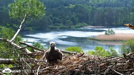 VINS Bald Eagles Nest Live Cams - May 20, 2026, 10:04am EDT