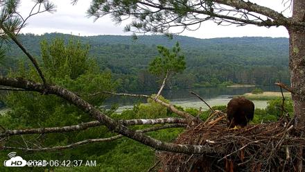 VINS Bald Eagles Nest Live Cams - Jul 7, 2026, 6:43am EDT