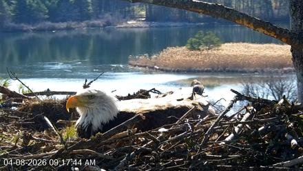 VINS Bald Eagles Nest Live Cams - Apr 8, 2026, 9:18am EDT