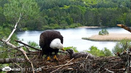 VINS Bald Eagles Nest Live Cams - May 21, 2026, 1:18pm EDT