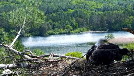 VINS Bald Eagles Nest Live Cams - Jun 2, 2026, 12:28pm EDT