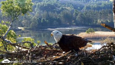 VINS Bald Eagles Nest Live Cams - Apr 28, 2026, 7:25am EDT
