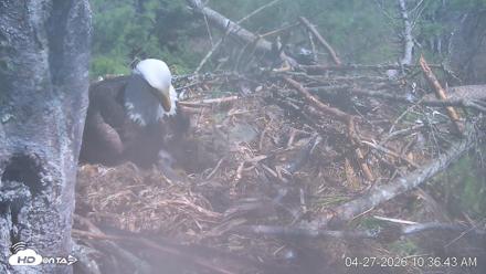 VINS Bald Eagles Nest Live Cams - Apr 27, 2026, 10:37am EDT