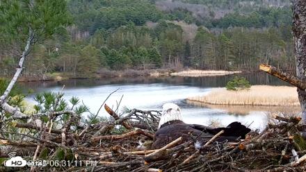 VINS Bald Eagles Nest Live Cams - Apr 25, 2026, 6:32pm EDT