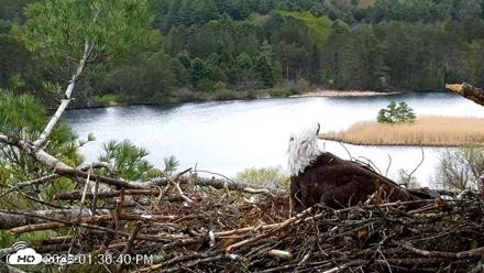 VINS Bald Eagles Nest Live Cams - May 8, 2026, 1:37pm EDT