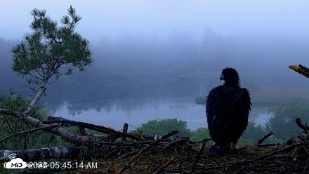 VINS Bald Eagles Nest Live Cams - Jun 11, 2026, 5:46am EDT