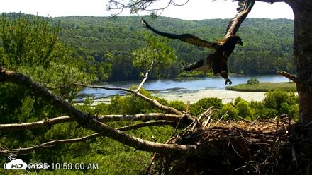 VINS Bald Eagles Nest Live Cams - Jul 17, 2026, 10:59am EDT