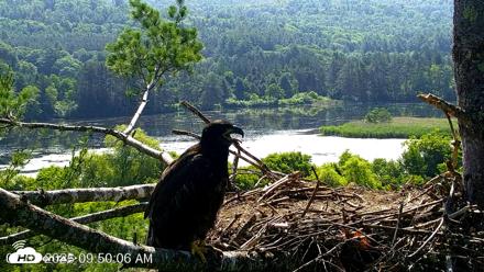 VINS Bald Eagles Nest Live Cams - Jul 2, 2026, 9:50am EDT