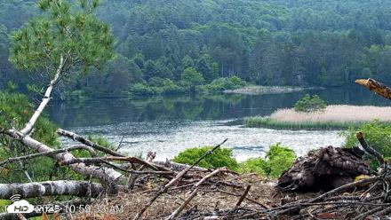 VINS Bald Eagles Nest Live Cams - Jun 10, 2026, 11:00am EDT