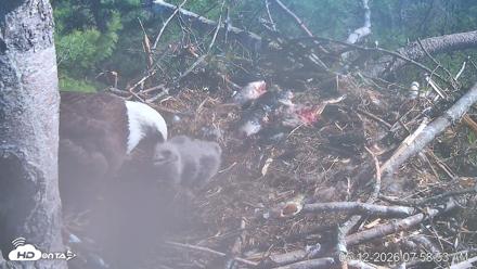 VINS Bald Eagles Nest Live Cams - May 12, 2026, 7:59am EDT