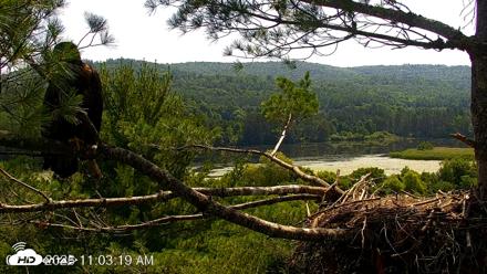 VINS Bald Eagles Nest Live Cams - Jul 13, 2026, 11:05am EDT