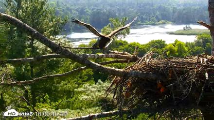 VINS Bald Eagles Nest Live Cams - Jul 16, 2026, 10:01am EDT