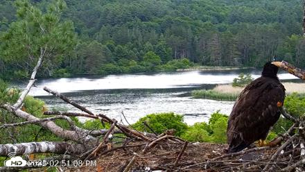 VINS Bald Eagles Nest Live Cams - Jun 17, 2026, 2:51pm EDT