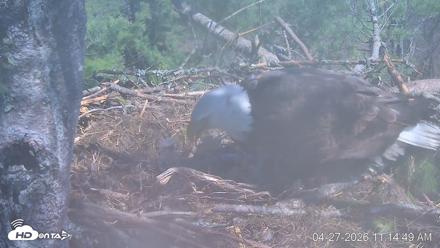 VINS Bald Eagles Nest Live Cams - Apr 27, 2026, 11:15am EDT