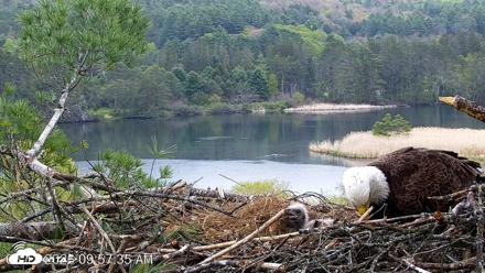 VINS Bald Eagles Nest Live Cams - May 13, 2026, 9:58am EDT