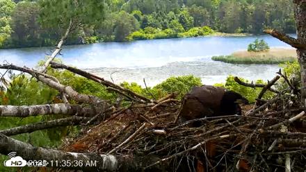 VINS Bald Eagles Nest Live Cams - Jun 19, 2026, 11:36am EDT