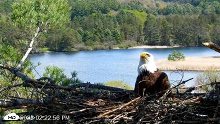 VINS Bald Eagles Nest Live Cams - May 10, 2026, 2:23pm EDT