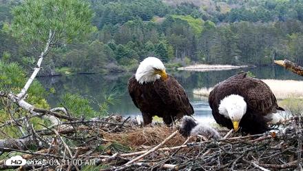 VINS Bald Eagles Nest Live Cams - May 13, 2026, 9:31am EDT