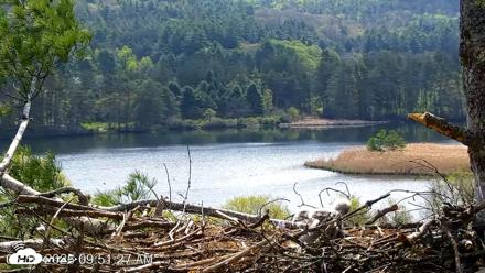VINS Bald Eagles Nest Live Cams - May 10, 2026, 9:52am EDT