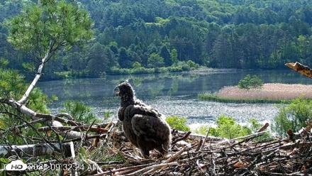 VINS Bald Eagles Nest Live Cams - May 27, 2026, 9:33am EDT