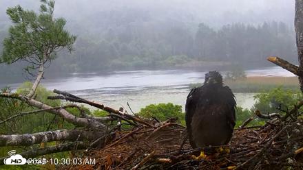 VINS Bald Eagles Nest Live Cams - Jun 18, 2026, 10:31am EDT