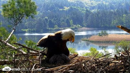 VINS Bald Eagles Nest Live Cams - May 19, 2026, 8:58am EDT